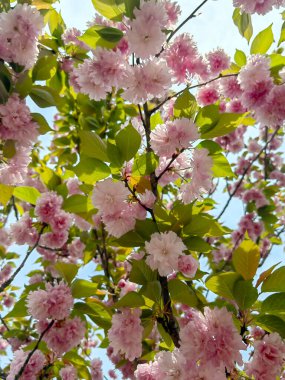 Ağaçta çiçek açan çiçeklere yakın. Bahar arkaplanı.