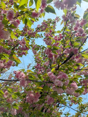 Ağaçta çiçek açan çiçeklere yakın. Bahar arkaplanı.
