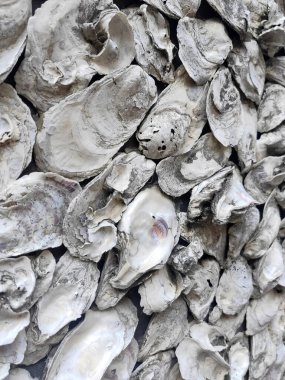 İnci beyazı yüzeyin soyut arkaplanı ve bir bahçenin duvarında kabuklar var.