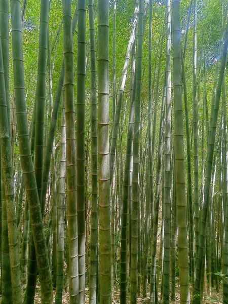 Japonya, Kyoto 'daki bambu ormanının bulanık görüntüleri. Bambu arka planı. Kyoto simgeleri.