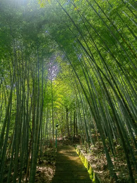 Japonya, Kyoto 'daki bambu ormanının bulanık görüntüleri. Bambu arka planı. Kyoto simgeleri.