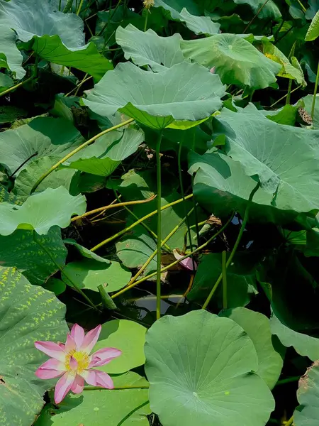 Güzel pembe nilüfer çiçeklerinin ve göletteki yaprakların en üst görüntüsü.