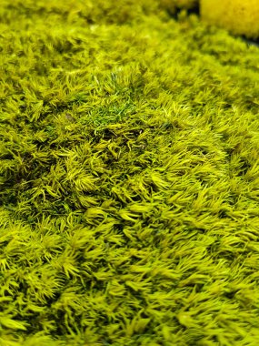 Herb wall, plant wall, natural green wallpaper and background. nature wall. Nature background of green forest