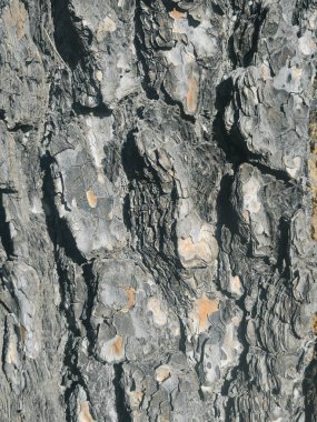 Kusursuz ağaç kabuğu arka planı. Eski ağacın kahverengi döşemesi..