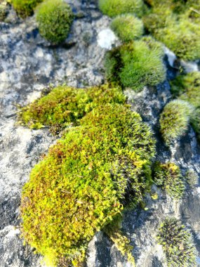 Ormanda yosunlu doğal kayalar. Arkaplan doğa yeşil yosun.