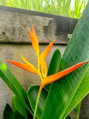 Açık bir bahçede yaprakları olan renkli tropikal çiçeklerin arka planı.