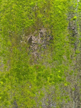 Eski bir duvardaki yeşil yosun dokusunun arka planı. Doğada güzel.