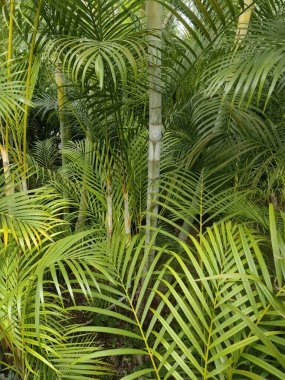 Tropik palmiye, ışık ve yaprak dokusunda gölge koyu yeşil arkaplan