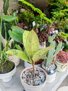 Siyah kum arka planında sulu bitkiler, üst manzara, yakın çekim. Potting bazalt toprağı üzerinde yeşil mor sulular koleksiyonu.