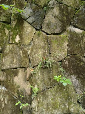 Yeşil yosun yığınlarıyla kaplı eski taş duvarın deseni ve dokusu. kaba taşlar ve yerde, ormanda. Makro görünüm ile göster. Duvar kağıdı için doğadaki yosun dokusuyla dolu kayalar. yumuşak odak.