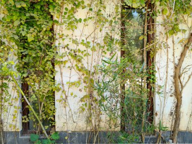 Soyut bitki duvar arka plan, sarı çiçek grunge eski ev duvar ile yeşil sarmaşık bitki