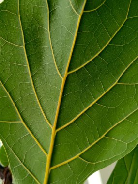 Doğal yeşil yapraklar bitkileri bahar arkaplan sayfası olarak kullanır yeşil çevre ekoloji duvar kağıdı.