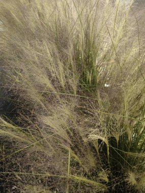 Kurumuş çiçekler ve soluk yumuşak renkler, beyaz panelli ahşap kirişli tavandan baş aşağı sarkan otlar..