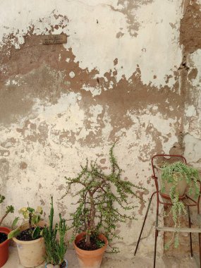 Sarmaşık beton duvar dokusu arka planı. Eski çimento duvar ve saksı bitkileri, eski duvar çitleri.