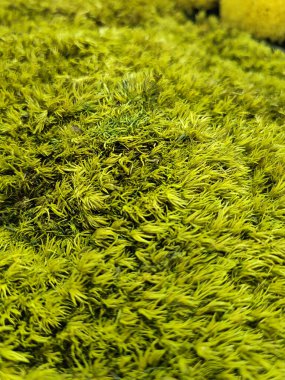 Herb wall, plant wall, natural green wallpaper and background. nature wall. Nature background of green forest