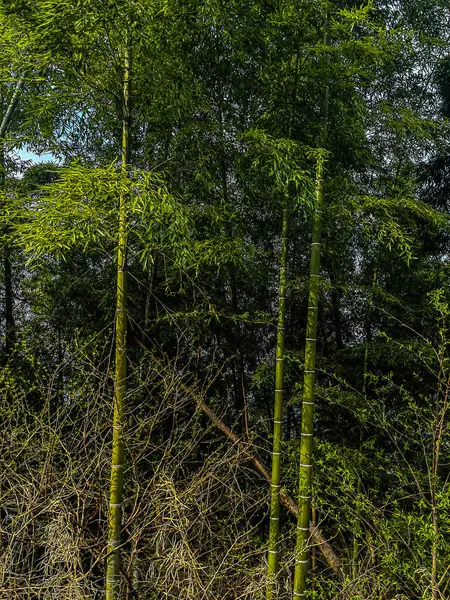 Yeşil bambu ormanı. Bambu ormanı arka plan yeşil ton