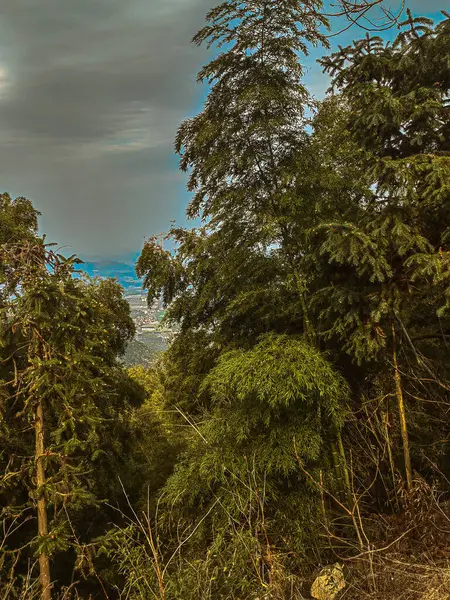 Yeşil bambu ormanı. Bambu ormanı arka plan yeşil ton
