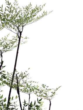 Beyaz zemin üzerinde izole edilmiş tropik plaj hindistan cevizi palmiyesi yaprakları, yaz ve tropikal doğa kavramları için yeşil palmiye yaprakları yerleşimi.