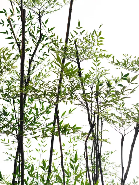 Beyaz zemin üzerinde izole edilmiş tropik plaj hindistan cevizi palmiyesi yaprakları, yaz ve tropikal doğa kavramları için yeşil palmiye yaprakları yerleşimi.