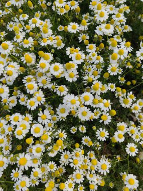 Çayırda çiçek açan bahar manzarası.