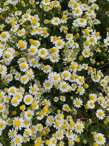 Çayırda çiçek açan bahar manzarası.