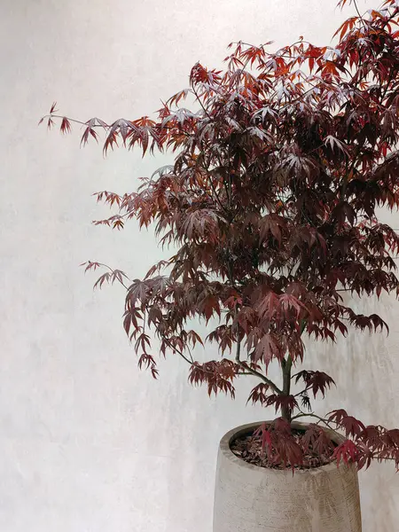 Sonbaharda mavi sisli ormanda kırmızı yapraklı ağaç. Mavi sisli kırmızı yapraklı peri masalı