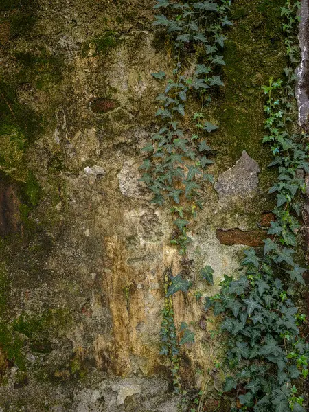 Ivy ile yıkılan Grunge Brick Wall. Dağılmış bir tuğla duvarın grunge desenli bölümünde büyüyen bir sarmaşık..