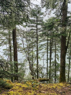 Yeşillik orman. Işık huzmeleri ve yeşil otlarla rüya gibi orman görüntüsü