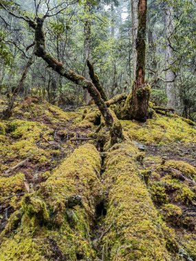 Ormanda Ağaç Kökleniyor. Güzel yeşil bir ormanda, eski bir huş ağacının kökleri.
