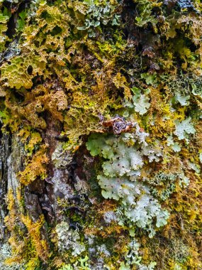 Ağaç kabuğu yeşil yosun dokusuyla kaplı. Eski meşe kabuğunun ayrıntıları