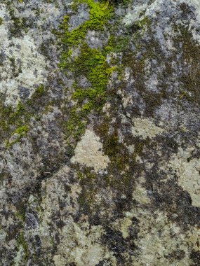 Kayalık zemin kayaları tuğla yeşil yosunlarla kaplı.