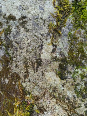 Kayalık zemin kayaları tuğla yeşil yosunlarla kaplı.