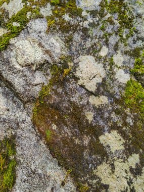 Kayalık zemin kayaları tuğla yeşil yosunlarla kaplı.