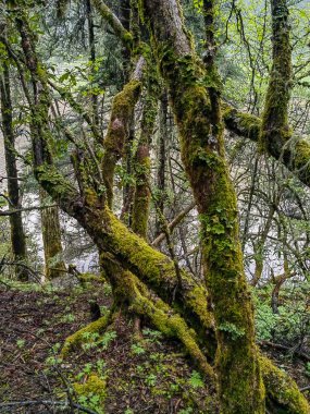 Yeşillik orman. Işık huzmeleri ve yeşil otlarla rüya gibi orman görüntüsü