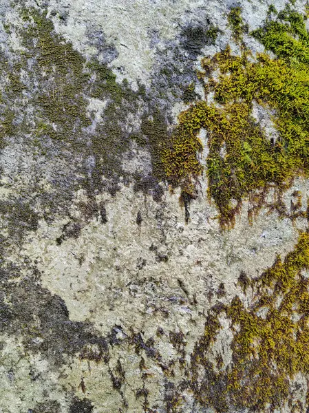 Kayalık zemin kayaları tuğla yeşil yosunlarla kaplı.