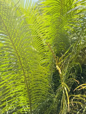 Tropikal yaprak detayı yeşil doku arka planı. Tropikal yaprak yeşil arkaplan dokusu
