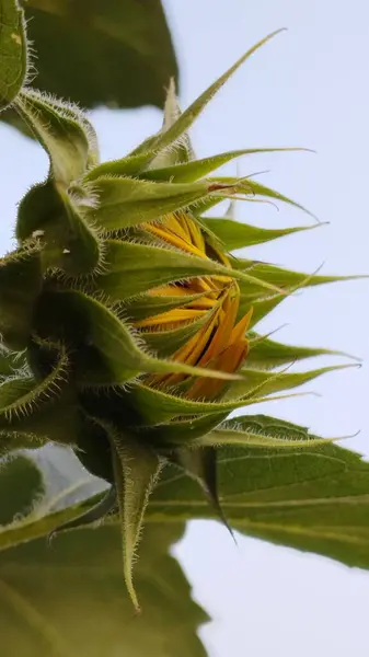 Çiçek açan ayçiçeği tomurcuğunun makro görüntüsü, tomurcuğun yeşil dokusunu gözler önüne seriyor ve sarı yapraklar açılmaya başlıyor. Doğa, botanik ve büyüme temalı projeler için mükemmel.