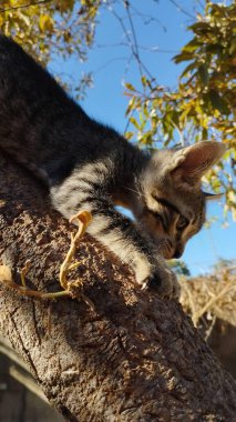 Ağaca tırmanan neşeli bir kedi yavrusu merakını ve çevikliğini gösteriyor. Evcil hayvan, doğa ve oyuncu temalı projeler için mükemmel.