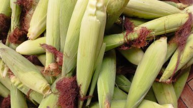 Taze toplanmış yeşil mısır koçanları. Lezzetli mısır tabanlı yemekleri hazırlamak için mükemmel. Gıda, tarım ve mevsimsel projeler için ideal canlı ve doğal bir imaj..