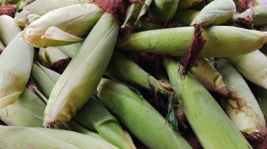 Taze toplanmış yeşil mısır koçanları. Lezzetli mısır tabanlı yemekleri hazırlamak için mükemmel. Gıda, tarım ve mevsimsel projeler için ideal canlı ve doğal bir imaj..