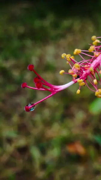 Çiçeklerin erken açtığı pembe bir amber çiçeğinin yakın çekiminde hassas pistil detaylar sergileniyor. Canlı ve taze bir görüntü, doğa, bahar ve botanik tasarımı ile ilgili projeler için mükemmel..