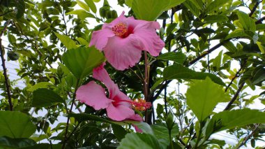 Bahçedeki güzel çiçekler