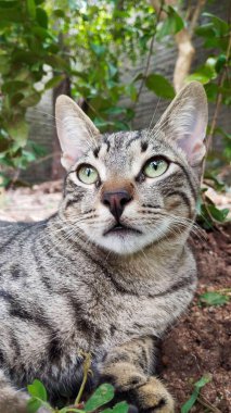 Bahçedeki bitkilerin gölgesinde dinlenen sevimli yeşil gözlü bir kedi yavrusu. 