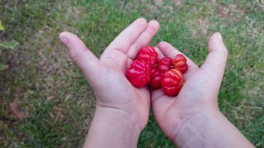 Bir çocuğun elindeki kırmızı olgun pitanga fotoğrafı.