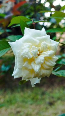 Close-up of a beautiful solitary white rose with green leaves background  clipart