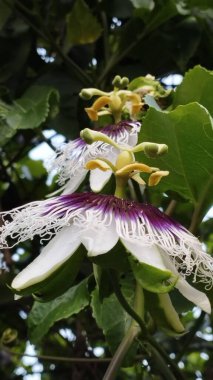 Yeşil yapraklı tutkulu meyve çiçekleri