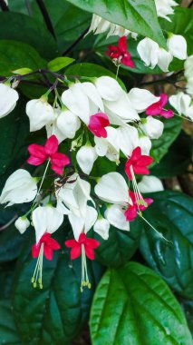 Close-up of delicate white and red flowers with green leaves  clipart