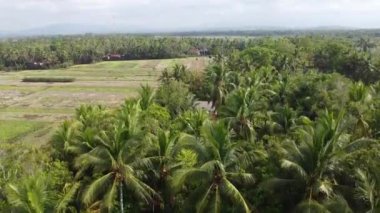 Bir sürü hindistan cevizi ağacı olan pirinç tarlalarının havadan görünüşü.