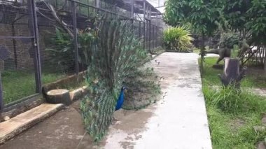 Bir tavus kuşu güzel tüylerini göstererek eşini cezbeder.