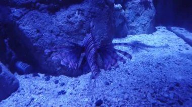 Akvaryumdaki aslan balığı.